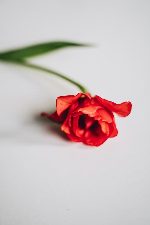 Red Flower on White Surface