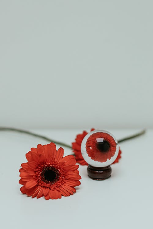 Základová fotografie zdarma na téma bílé pozadí, červené kytky, detail