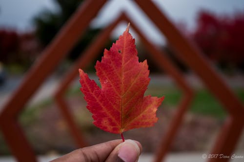 Free stock photo of framing, red, red leaf Stock Photo