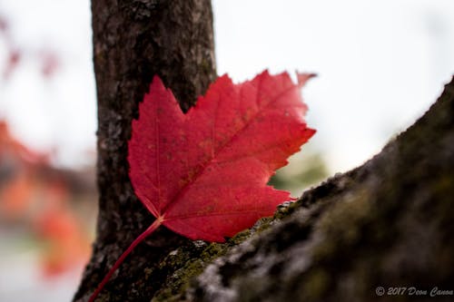 Free stock photo of red leaf Stock Photo