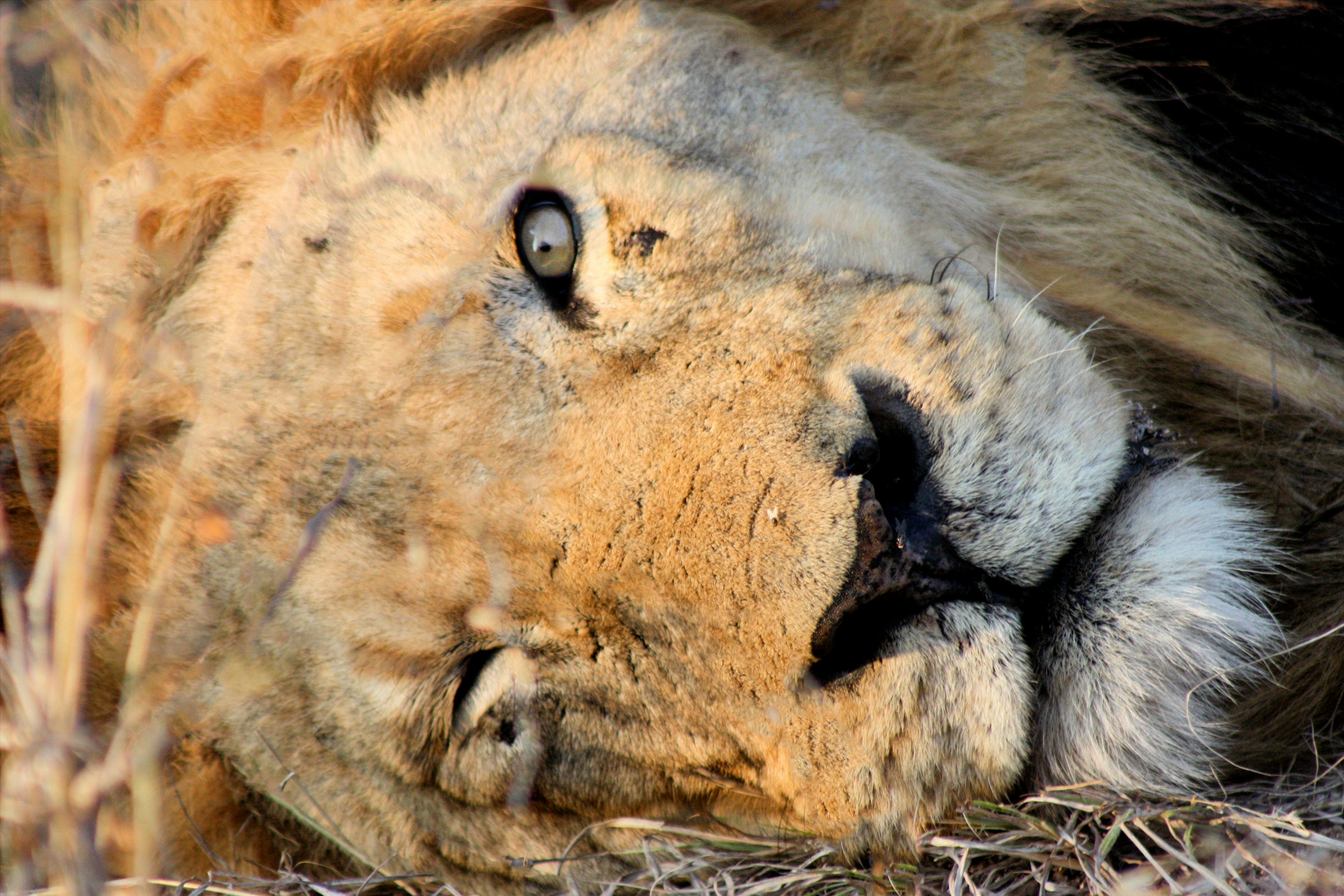 Free stock photo of cheetah, eaten, lips