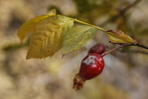 Photos gratuites de nature