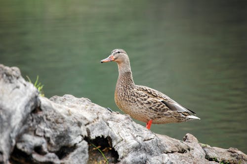 Brown Duck on Gray Rock Near Body of Water