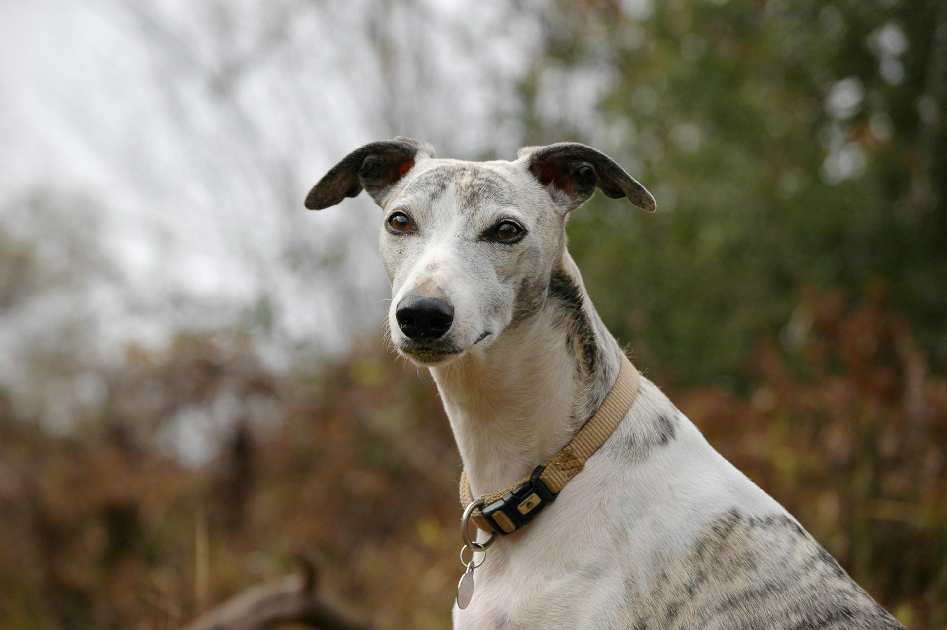 Witte en bruine kortharige hond