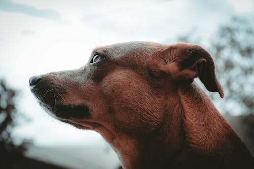 Free stock photo of clouds, dog, focus Stock Photo