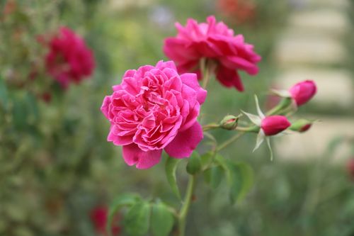 Free Close-up of vibrant pink roses blooming in a Cambodian garden, showcasing delicate petals and fresh buds. Stock Photo