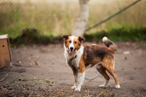 Border Collie All'aperto Vicino Alla Casa Del Cane In Legno Marrone