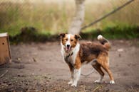 一只可爱的边境牧羊犬站在户外模糊背景中的一条皮带上