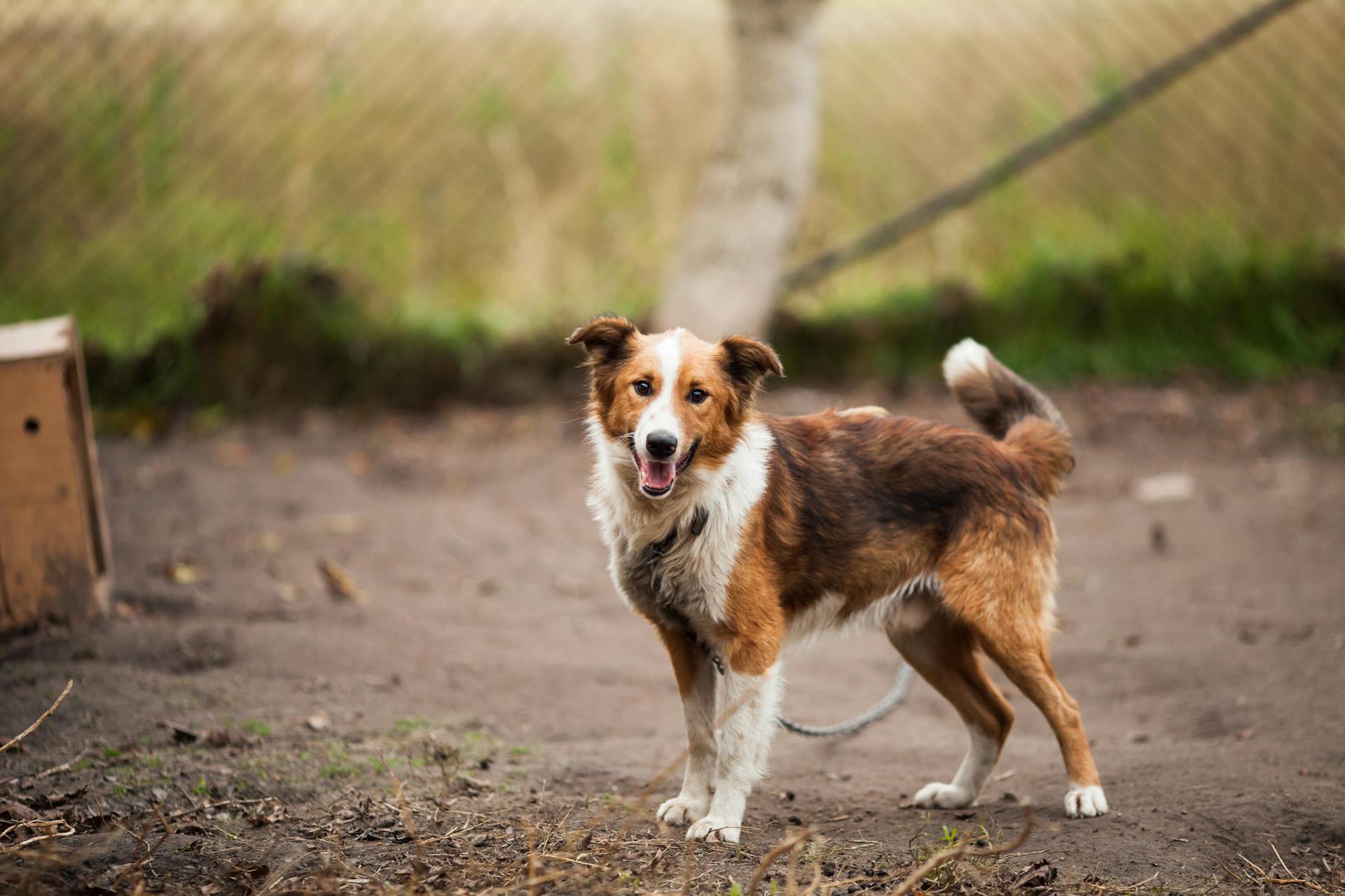 Border Collie buiten in de buurt van Bruin Houten Hondenhuis