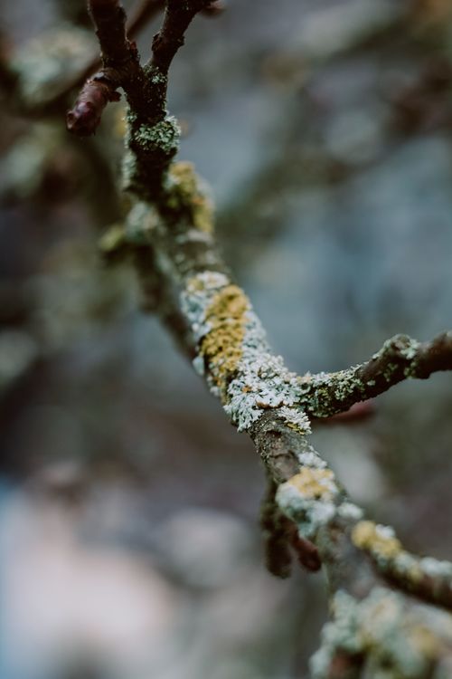 Free Detailed view of a tree branch covered with lichen and moss, showcasing natural textures. Stock Photo