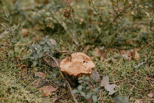 Free stock photo of branch, chanterelle, clearing Stock Photo