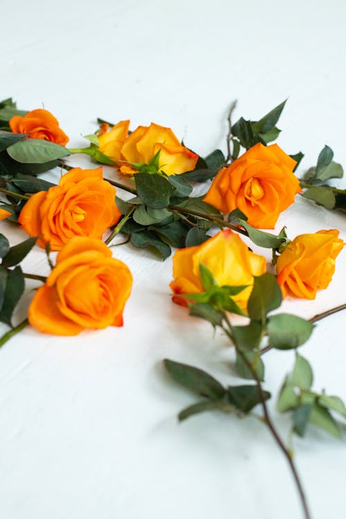 Orange Roses Strewn on White Background 