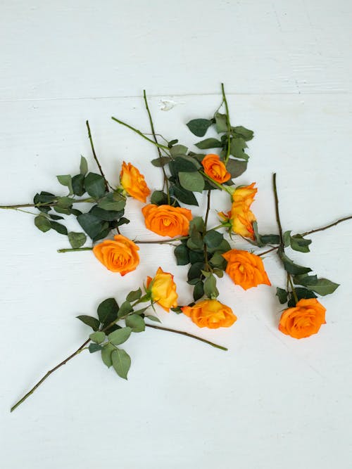 Kostnadsfri bild av blomma, kronblad, orange rosor