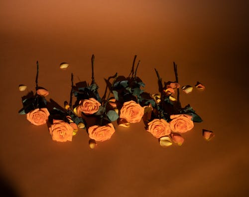 Imagine de stoc gratuită din conceptual, flatlay, flori