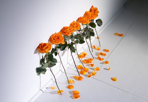 Orange Roses Lined up Against Wall