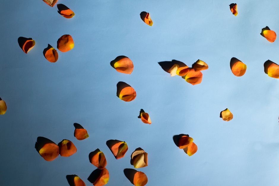 Orange rose petals scattered on a blue paper, creating a striking still life composition.