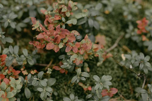 Plant With Red and Green Leaves
