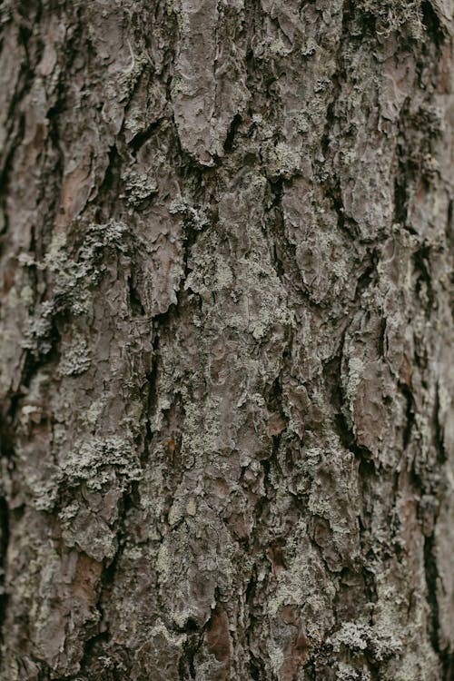 Bark of a Tree Trunk in Close Up Photography