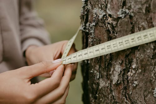 Meet the Scientists Reading Climate Change Through Tree Rings