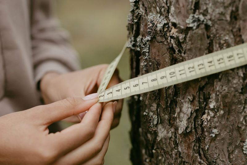 Mesure de la circonférence d'un tronc d'arbre avec un ruban
