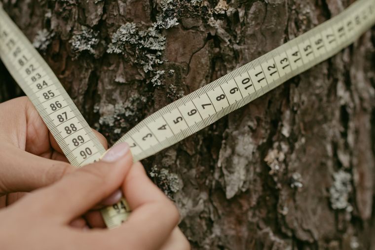 Hands using a tape measure to gauge a tree trunk during an assessment