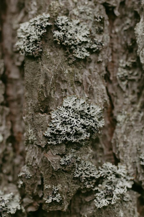 Free A Tree Trunk With Lichen  Stock Photo