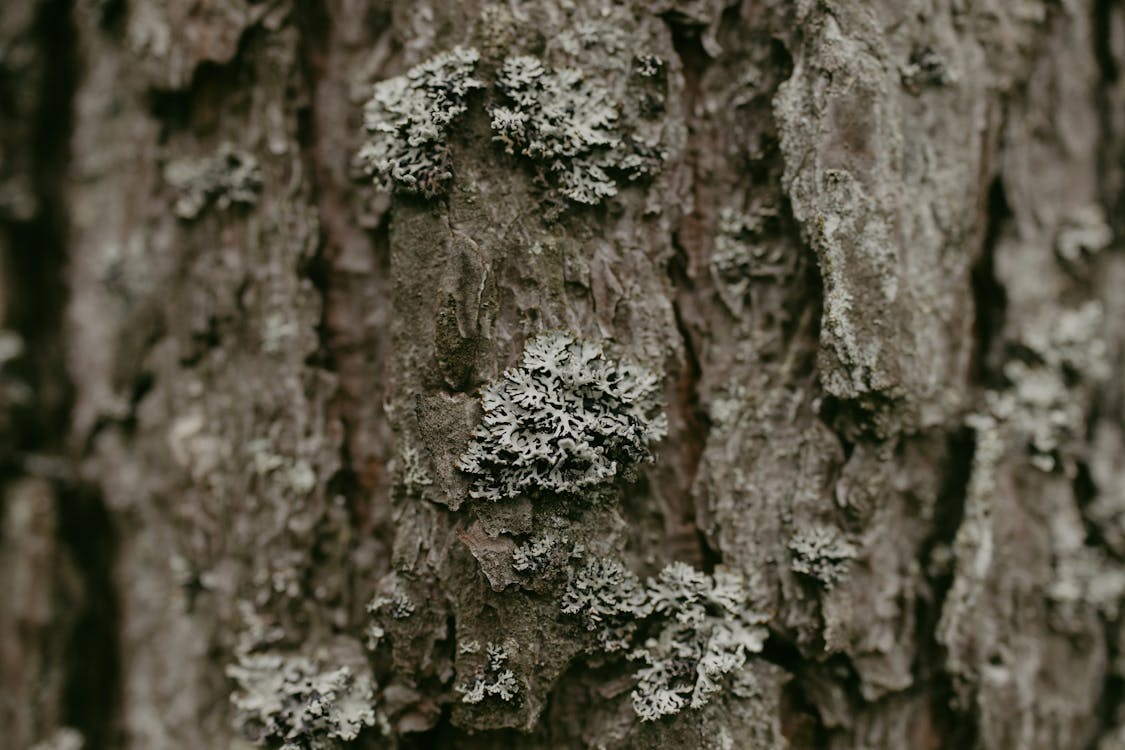 lichen on tree bark