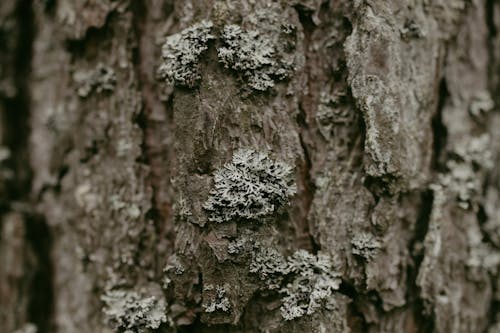 Close Up Photo of Tree Trunk With Lichen