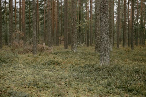 Green Grass Field With Trees