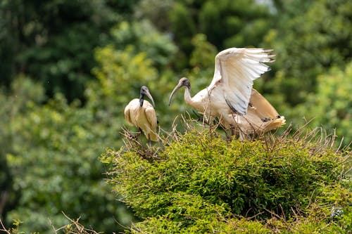 Wood Storks Perched on Green Tree
