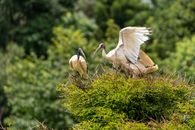 White Bird on Green Grass