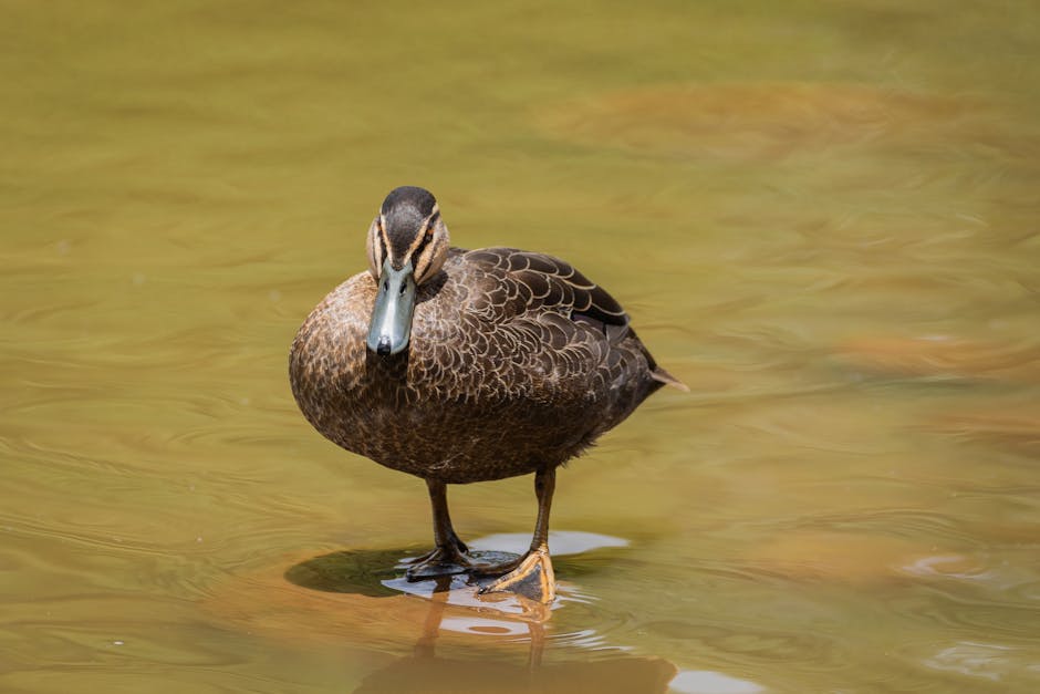 Close-up of a Pacific Black Duck standing in peaceful water in Toowoomba.