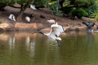 White Bird Flying over the River
