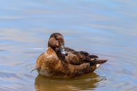 Brown Duck on Water