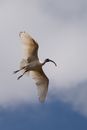 White Bird Flying
