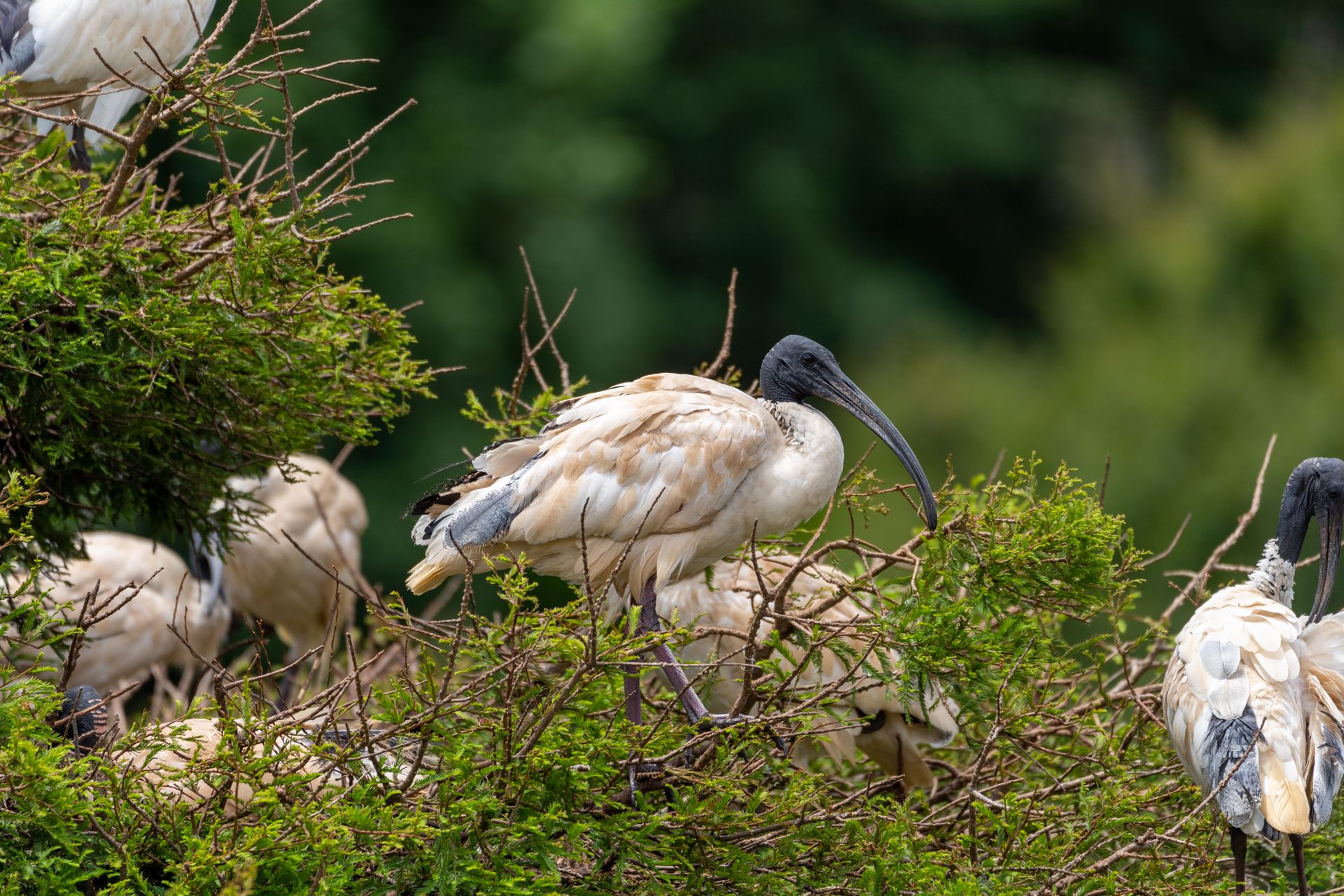 Australian white ibis birds perched beautifully on lush green branches, captured in natural habitat.