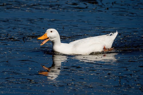 White Duck Floating on the Water