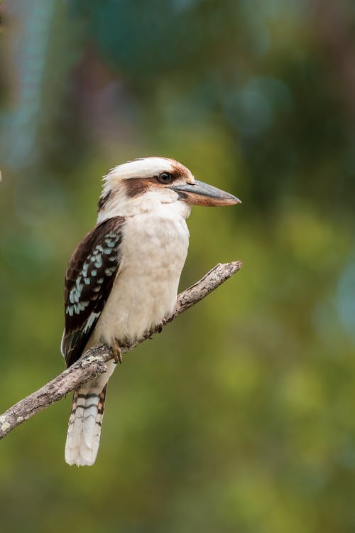 Laughing Kookaburra Perched on the Twig