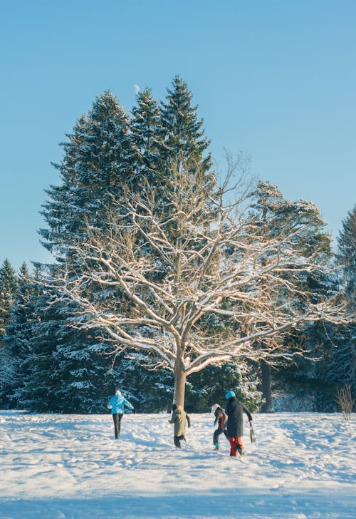 People in Winter Jacket Playing Near Leafless Tree