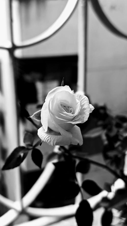 Rose in Black and White View