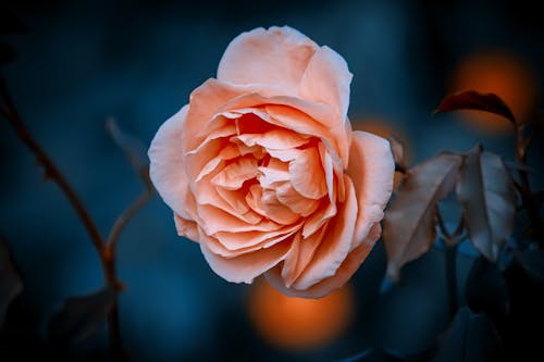 Beautiful Orange Rose in Close-up Photography