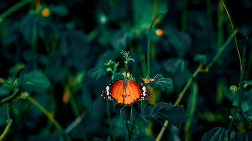 Orange Butterfly Sitting on Garden Plant 