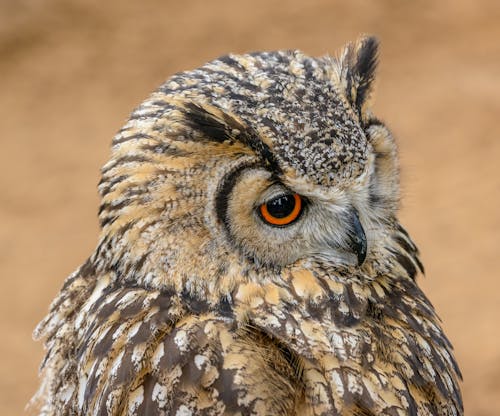 Head of Owl