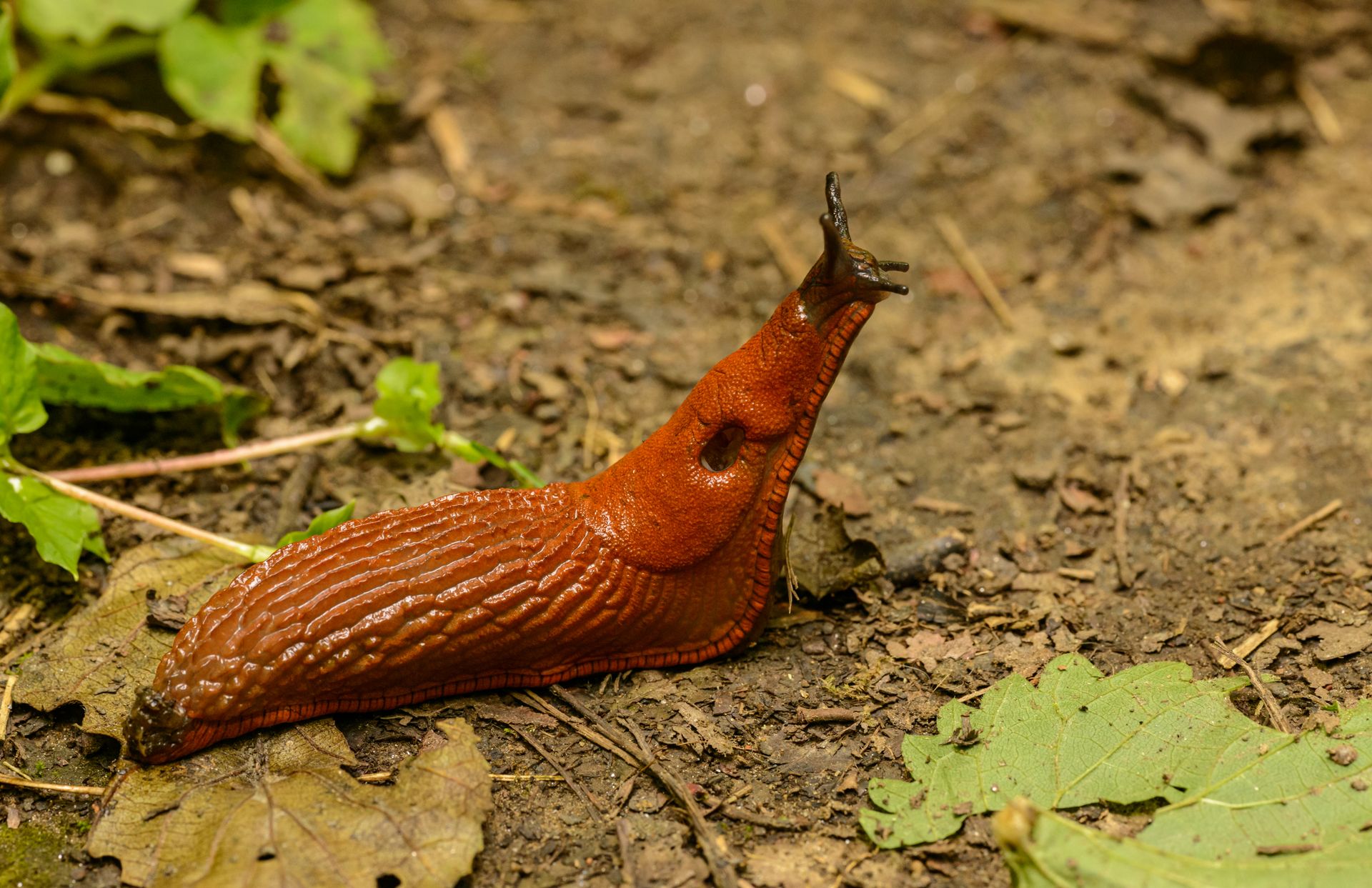 Detailed view of a red slug navigating through leaves and soil in the forest.