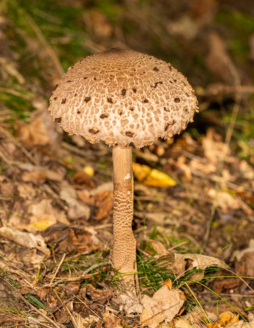 Free Close-up of a Parasol Mushroom Stock Photo