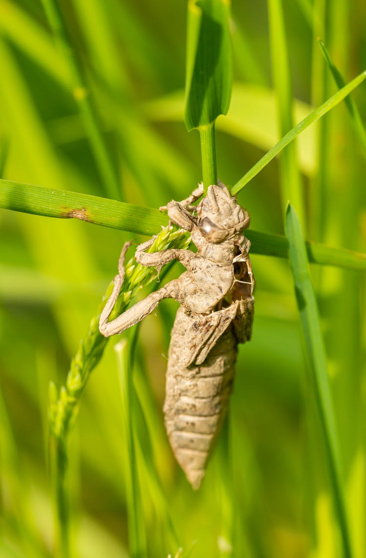 Insect Hanging Onto Grass Blade