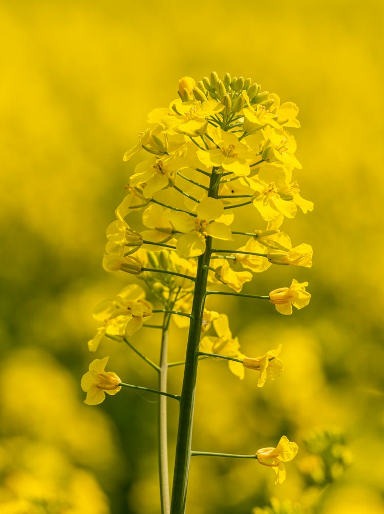 Yellow Flowers Of Rapeseed Plant