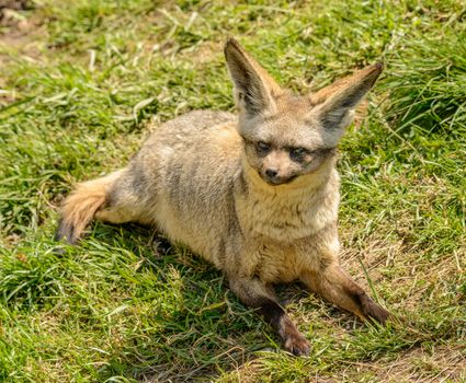 Close-up of a Bat Eared Fox