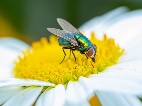 Macro Photography of Common Green Bottle Fly on a Flower