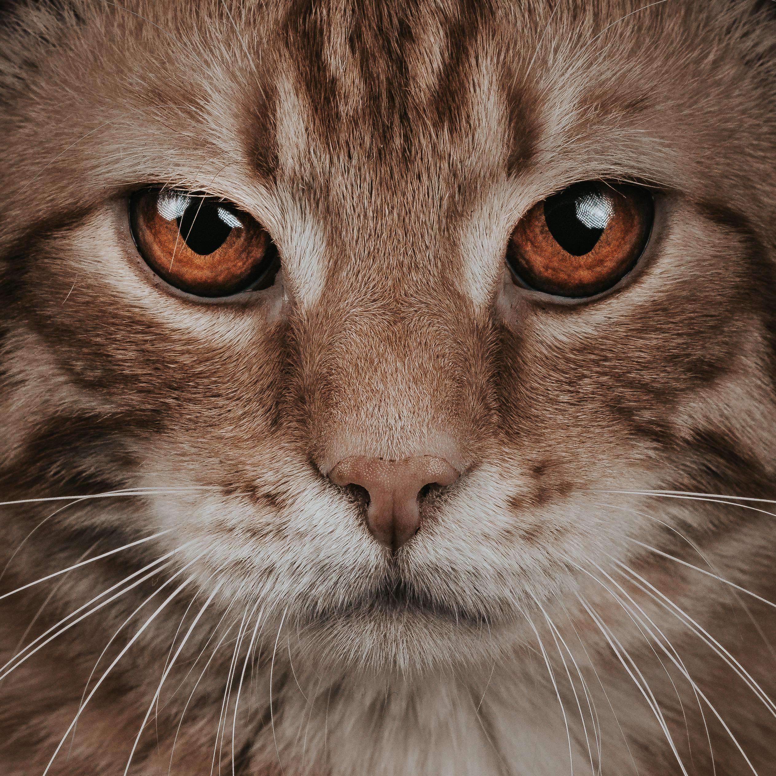34,665 Cat Eyes Macro Royalty-Free Photos and Stock Images